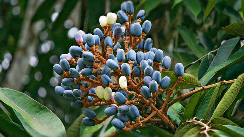 buah dabai Canarium odontophyllum sibu olive