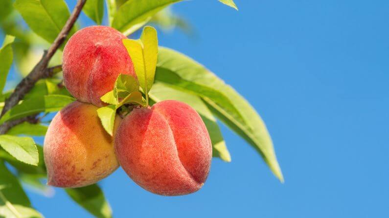 buah peach pokok