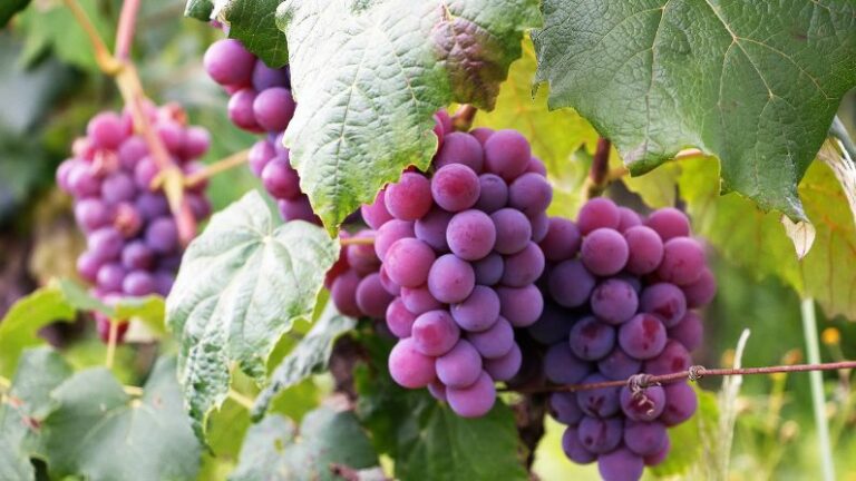 Buah Anggur: 15 Kebaikan, Khasiat dan Cara Makan