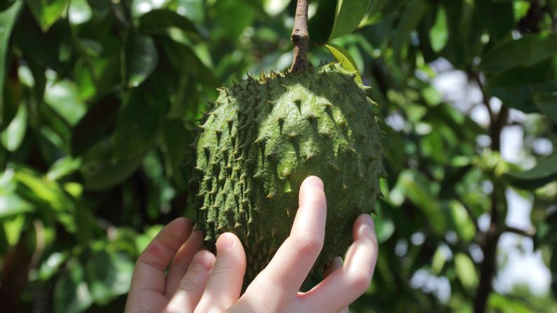 Buah Durian Belanda Featured Image