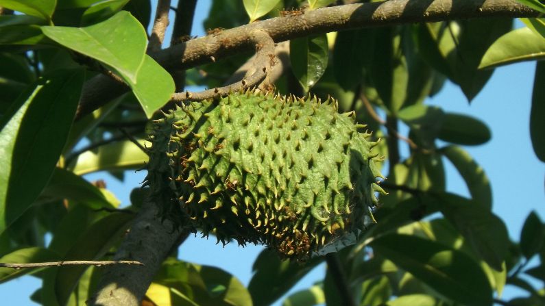 Kesan Sampingan Buah Durian Belanda